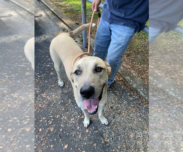 Medium Photo #10 Anatolian Shepherd-Unknown Mix Puppy For Sale in Abbeville, LA, USA