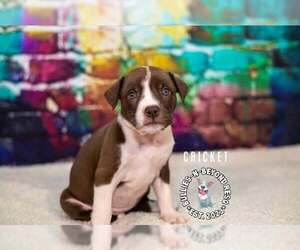 Staffordshire Bull Terrier-Unknown Mix Dogs for adoption in Omaha, NE, USA