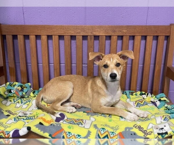 Medium Photo #1 Labrador Retriever-Unknown Mix Puppy For Sale in Genesee, WI, USA