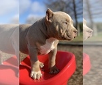 Small Photo #1 American Bully Puppy For Sale in NORTH HIGHLANDS, CA, USA