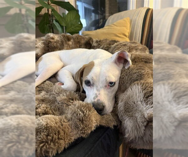 Medium Photo #3 American Pit Bull Terrier-Labrador Retriever Mix Puppy For Sale in Corpus Christi, TX, USA