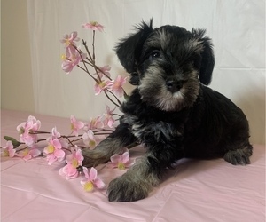 Miniature Schnauzer Mix Puppy for Sale in LAKE CITY, Tennessee USA