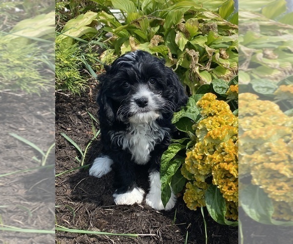 Medium Photo #6 Cavanese Puppy For Sale in CANOGA, NY, USA