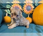 Small #14 Chihuahua