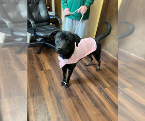 Hannah! - Female Borador Dog for Adoption - Photo #11
