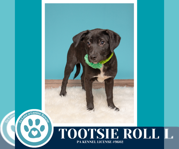 Medium Photo #11 Borador Puppy For Sale in Kimberton, PA, USA