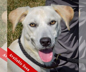 Medium Catahoula Leopard Dog Mix