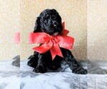 Small Photo #6 Goldendoodle Puppy For Sale in RUSKIN, FL, USA