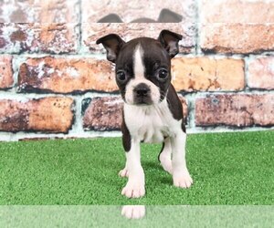 Boston Terrier Puppy for sale in BEL AIR, MD, USA