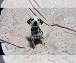 Small Photo #16 Dalmatian Puppy For Sale in TEMPLE, TX, USA
