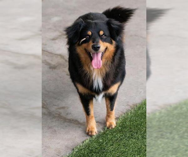 Medium Photo #1 Australian Shepherd-Unknown Mix Puppy For Sale in Baytown, TX, USA