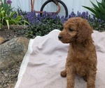 Small Photo #84 Irish Doodle Puppy For Sale in GOSHEN, IN, USA