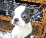 Small Photo #1 Boston Terrier Puppy For Sale in GILMER, TX, USA