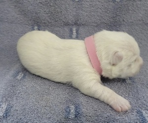 West Highland White Terrier Puppy for sale in COVINGTON, GA, USA