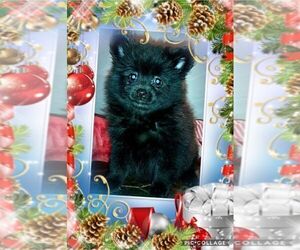 Pomeranian Puppy for sale in CARTHAGE, TX, USA