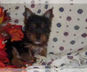 Silky Terrier Puppy for sale in MADISON, SD, USA