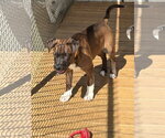 Small Photo #2 Border Collie-Chocolate Labrador retriever Mix Puppy For Sale in Mt. Laurel, NJ, USA