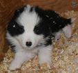 Small Photo #5 Border Collie Puppy For Sale in WHITE SALMON, WA, USA