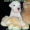 Small Photo #18 Dogo Argentino Puppy For Sale in PINEVILLE, MO, USA