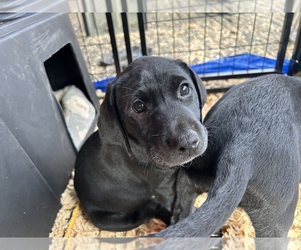 Medium Photo #8 German Shorthaired Lab Puppy For Sale in TACOMA, WA, USA