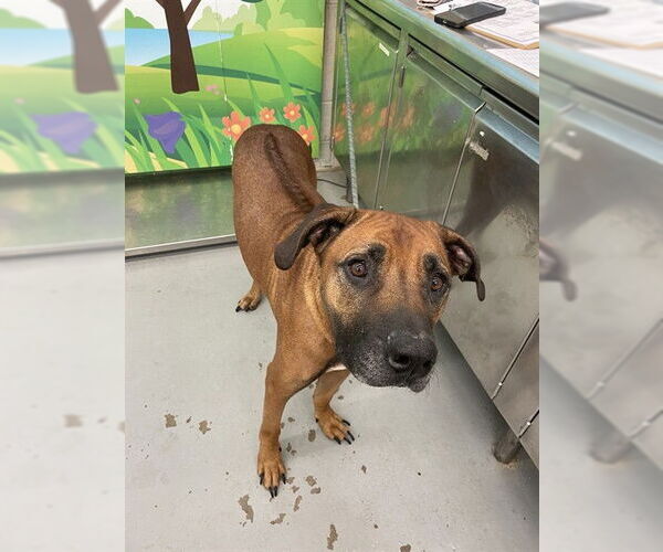 Medium Photo #1 Rhodesian Ridgeback Puppy For Sale in Waco, TX, USA