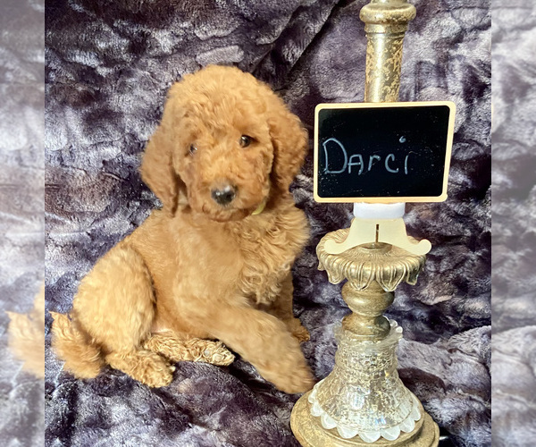 Medium Photo #3 Goldendoodle Puppy For Sale in HOUSTON, TX, USA