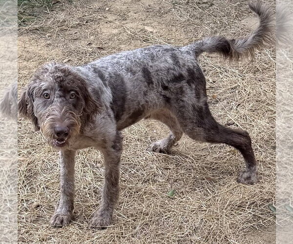 Medium Photo #4 Aussiedoodle Puppy For Sale in Wetumpka, AL, USA
