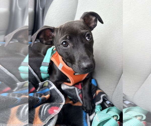 Medium Photo #1 Labrador Retriever-Staffordshire Bull Terrier Mix Puppy For Sale in Aurora, CO, USA