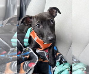 Labrador Retriever-Staffordshire Bull Terrier Mix Dogs for adoption in Aurora, CO, USA