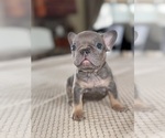 Puppy Trolli French Bulldog