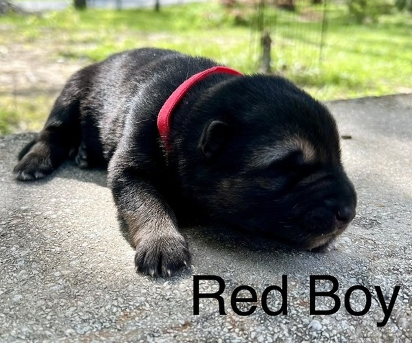 Medium Photo #3 German Shepherd Dog Puppy For Sale in BRANDON, MS, USA