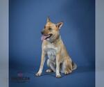 Small Carolina Dog-German Shepherd Dog Mix