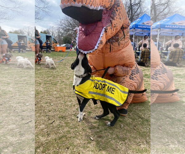 Medium Photo #5 Mutt Puppy For Sale in Munford, TN, USA