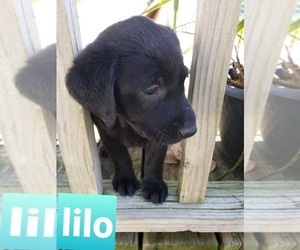 Labrador Retriever Puppy for sale in CHESAPEAKE, VA, USA