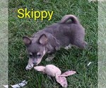 Image preview for Ad Listing. Nickname: Skippy ACA
