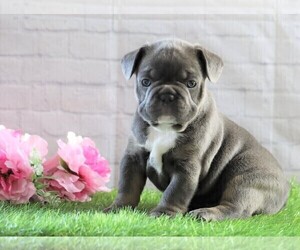 French Bulldog Puppy for sale in FREDERICKSBG, OH, USA