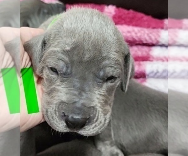 Medium Photo #9 Great Dane Puppy For Sale in OGDEN, UT, USA