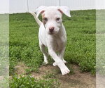 Small #3 Mutt