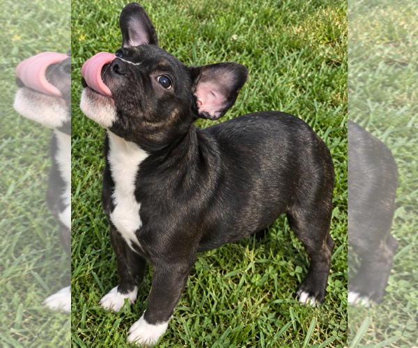 Medium Photo #4 American Staffordshire Terrier-Unknown Mix Puppy For Sale in Holly Springs, NC, USA