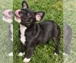 Small Photo #4 American Staffordshire Terrier-Unknown Mix Puppy For Sale in Holly Springs, NC, USA