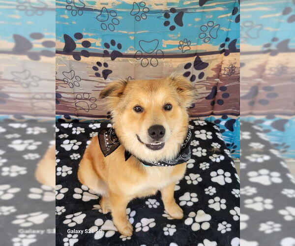 Medium Photo #3 Border Collie-Golden Retriever Mix Puppy For Sale in Mt. Laurel, NJ, USA