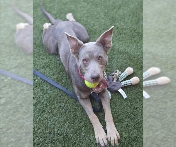 Medium Photo #1 American Pit Bull Terrier-Unknown Mix Puppy For Sale in Las Vegas, NV, USA