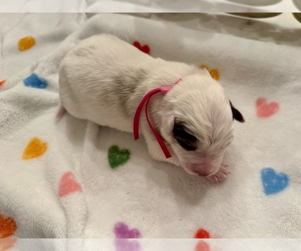 Medium Photo #12 Border Collie Puppy For Sale in MARYVILLE, TN, USA