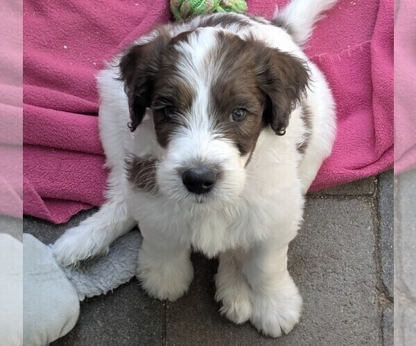 Medium Photo #1 Double Doodle Puppy For Sale in CHULA VISTA, CA, USA
