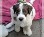 Image preview for Ad Listing. Nickname: Lysander
