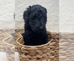 Small Photo #47 Double Doodle Puppy For Sale in PIERSON, FL, USA