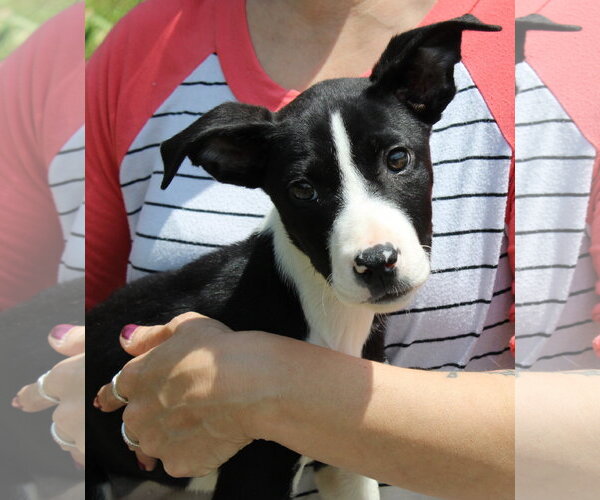 Medium Photo #3 Mutt Puppy For Sale in Prattville, AL, USA