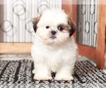 Small #1 Shih Tzu