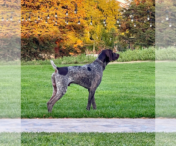 Medium Photo #3 German Shorthaired Pointer Puppy For Sale in LIVINGSTON, CA, USA