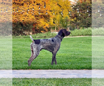 Small #2 German Shorthaired Pointer